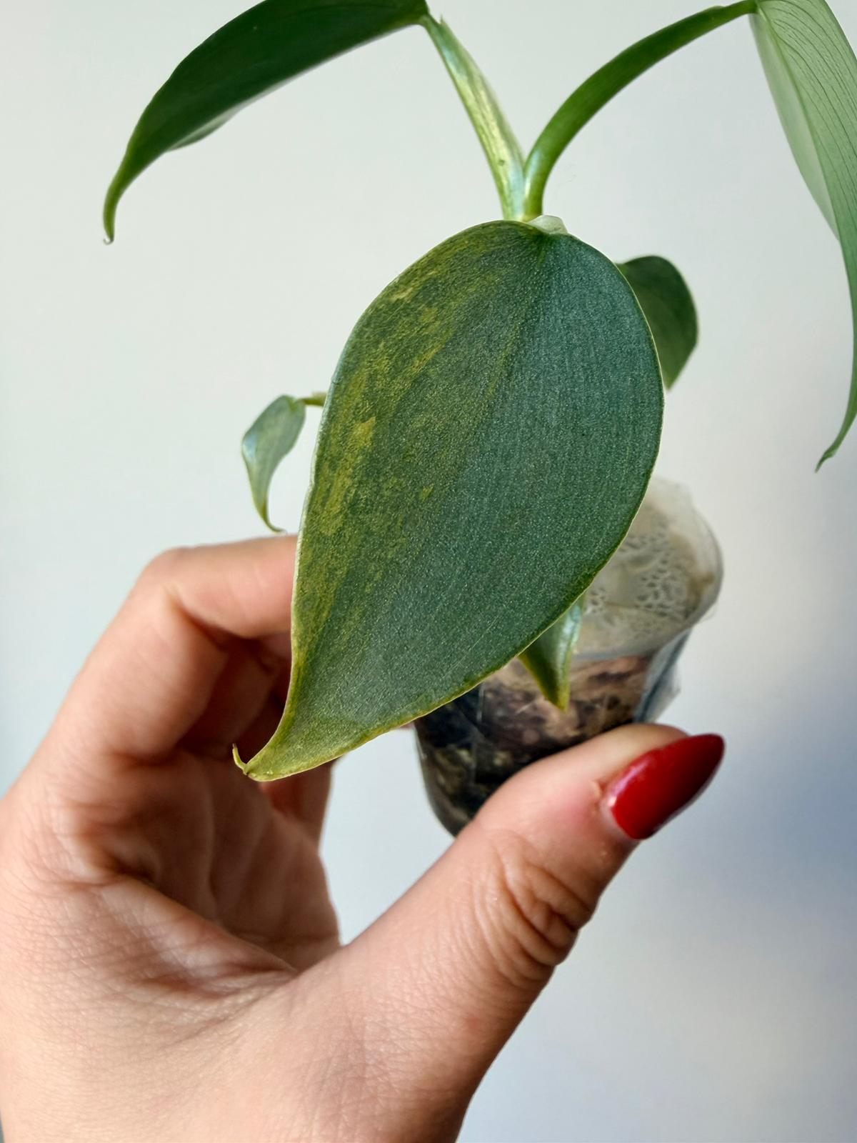 Baby Philo "Silver sword" Hastatum variegatum